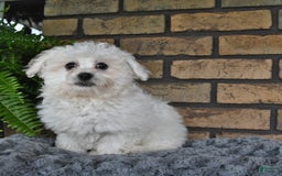 Havapoo dogs for sale: Thomas - Image 3