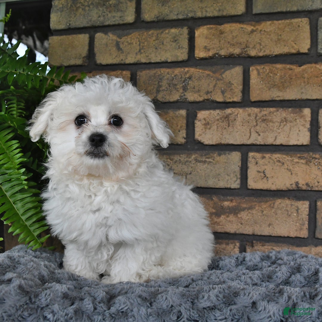 Havapoo dogs for sale: Thomas - Image 3