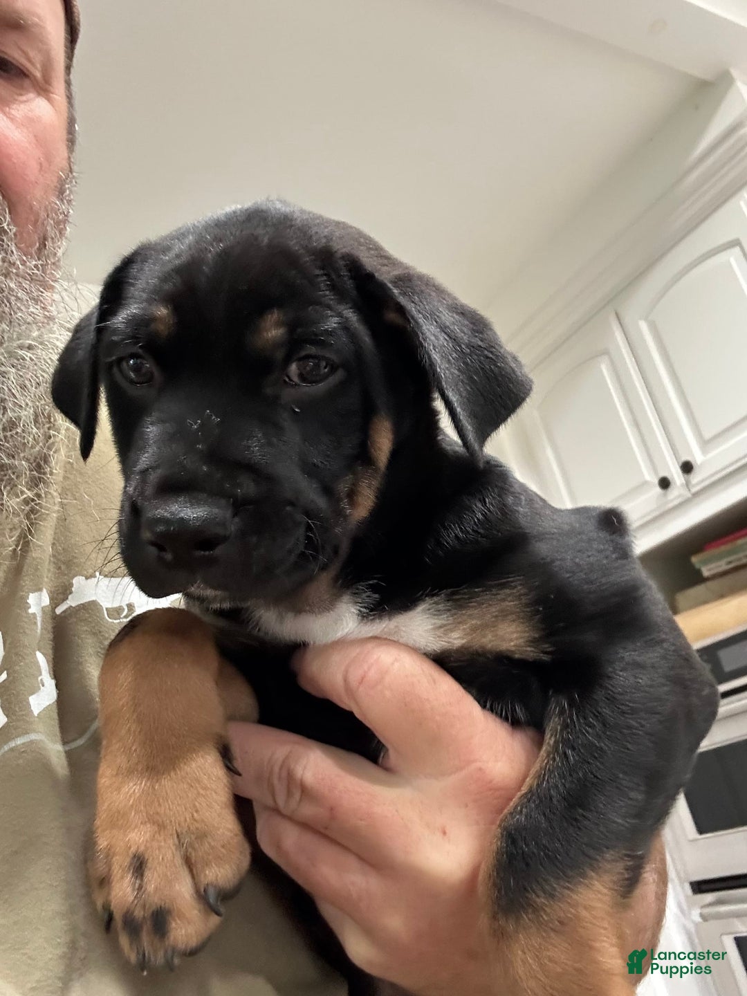 Great Dane dogs for sale: Stella - Image 2