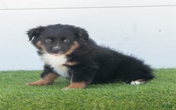 Australian Shepherd dogs for sale: Lassie - Image 5