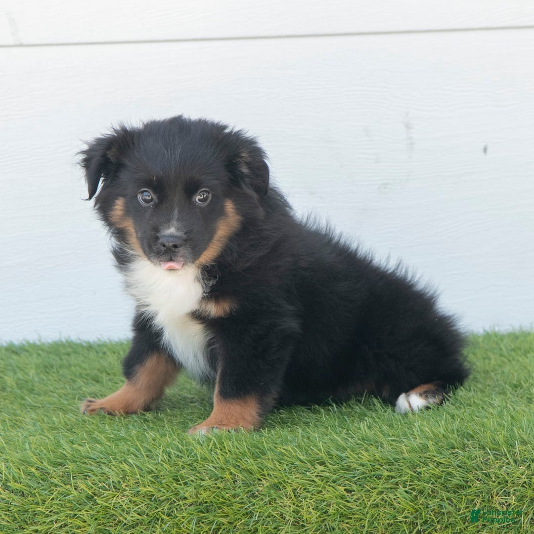Australian Shepherd dogs for sale: Lassie - Image 5