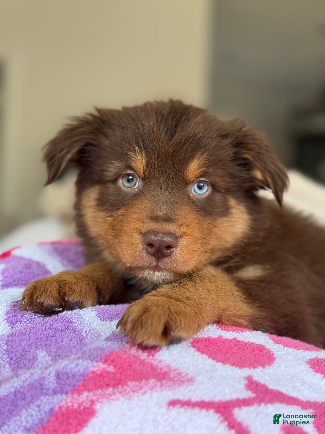 Australian Shepherd dogs for sale: Barnaby - Image 5