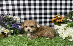 Morkie dogs for sale: Chase - Image 2