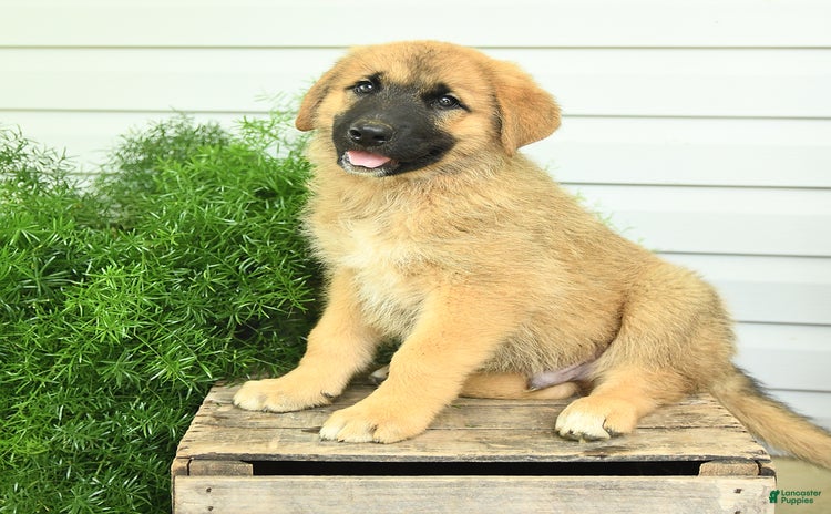 German Shepherd dogs - Advert 9