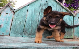 German Shepherd dogs for sale: Bailey - Image 2