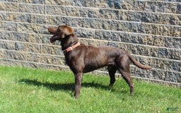 Labrador Retriever dogs for sale: Sally - Image 7