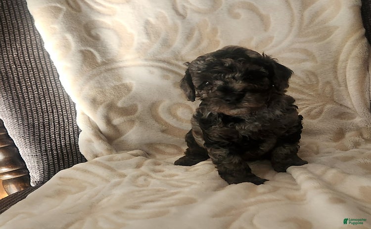 Toy Poodle dogs for sale - Ad 1