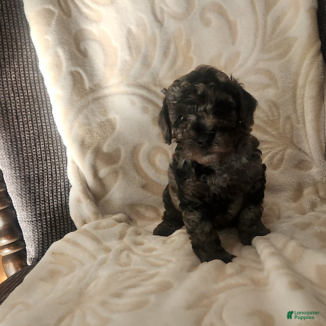 Toy Poodle dogs for sale: Lucas - Image 1