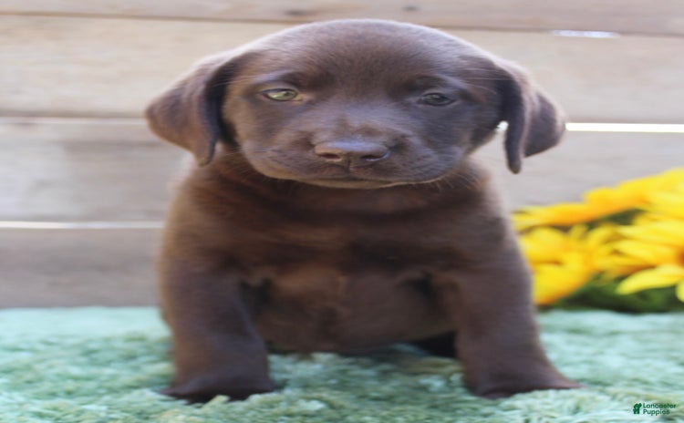 Labrador Retriever dogs for sale - Ad 1