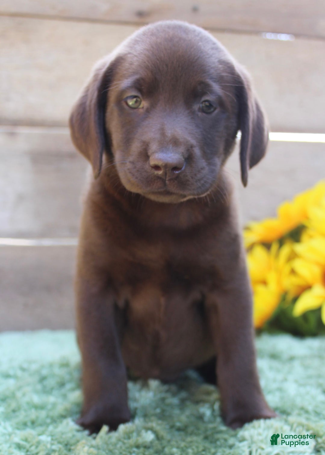 Labrador Retriever dogs for sale: Emmie - Image 1
