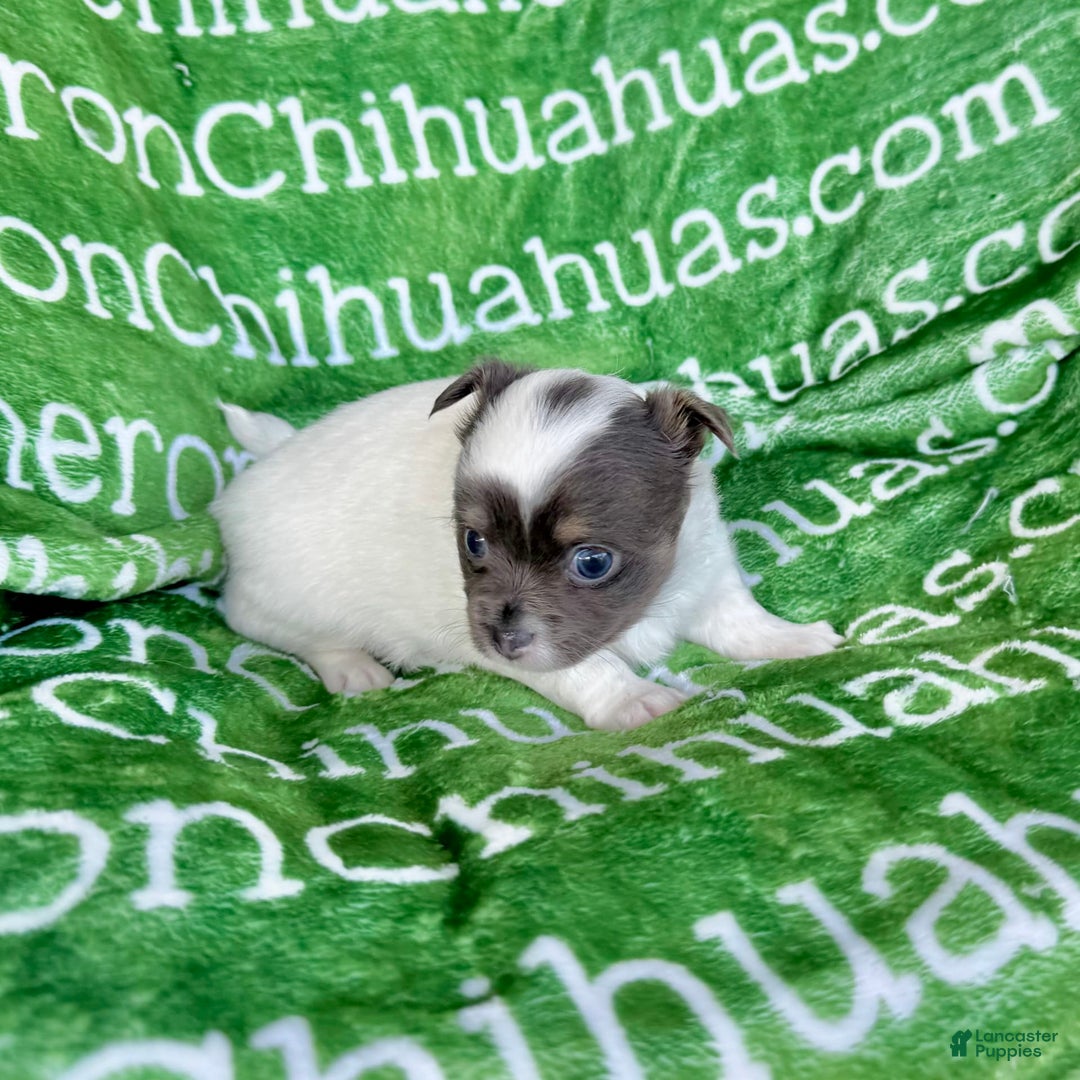 Chihuahua dogs for sale: Blue Sky Long Coat - Image 17