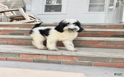 Goldendoodle dogs for sale: Rex - Image 4