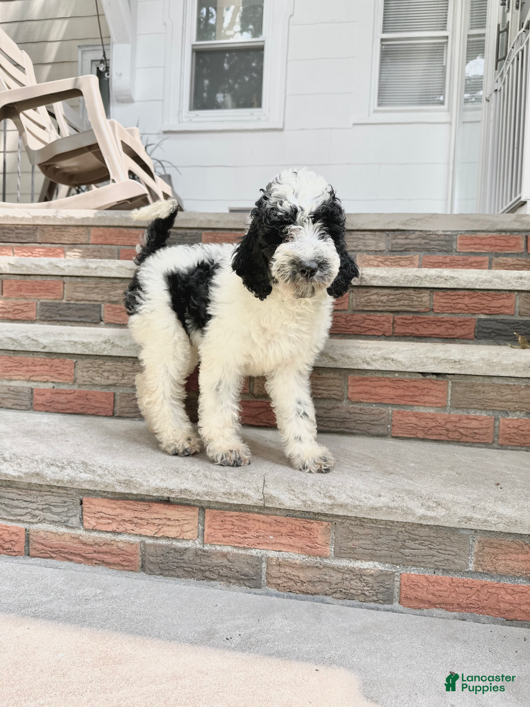Goldendoodle dogs for sale: Rex - Image 4