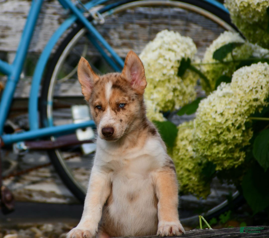 Gerberian Shepsky dogs for sale: Noah - Image 13