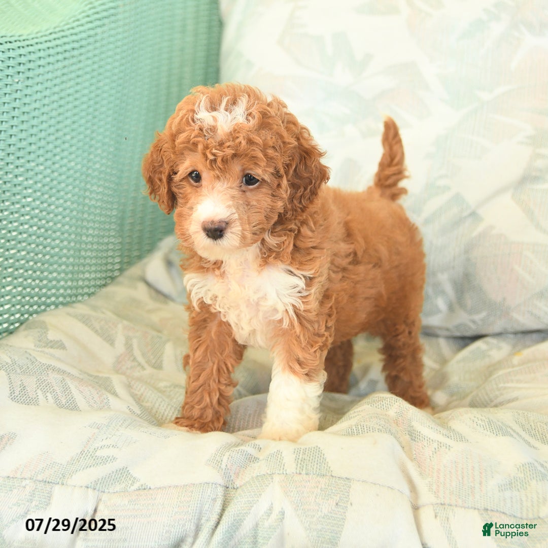 Miniature Poodle dogs for sale: Twila - Image 5