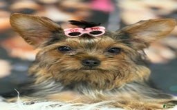 Yorkshire Terrier dogs for sale: Lola - Image 5