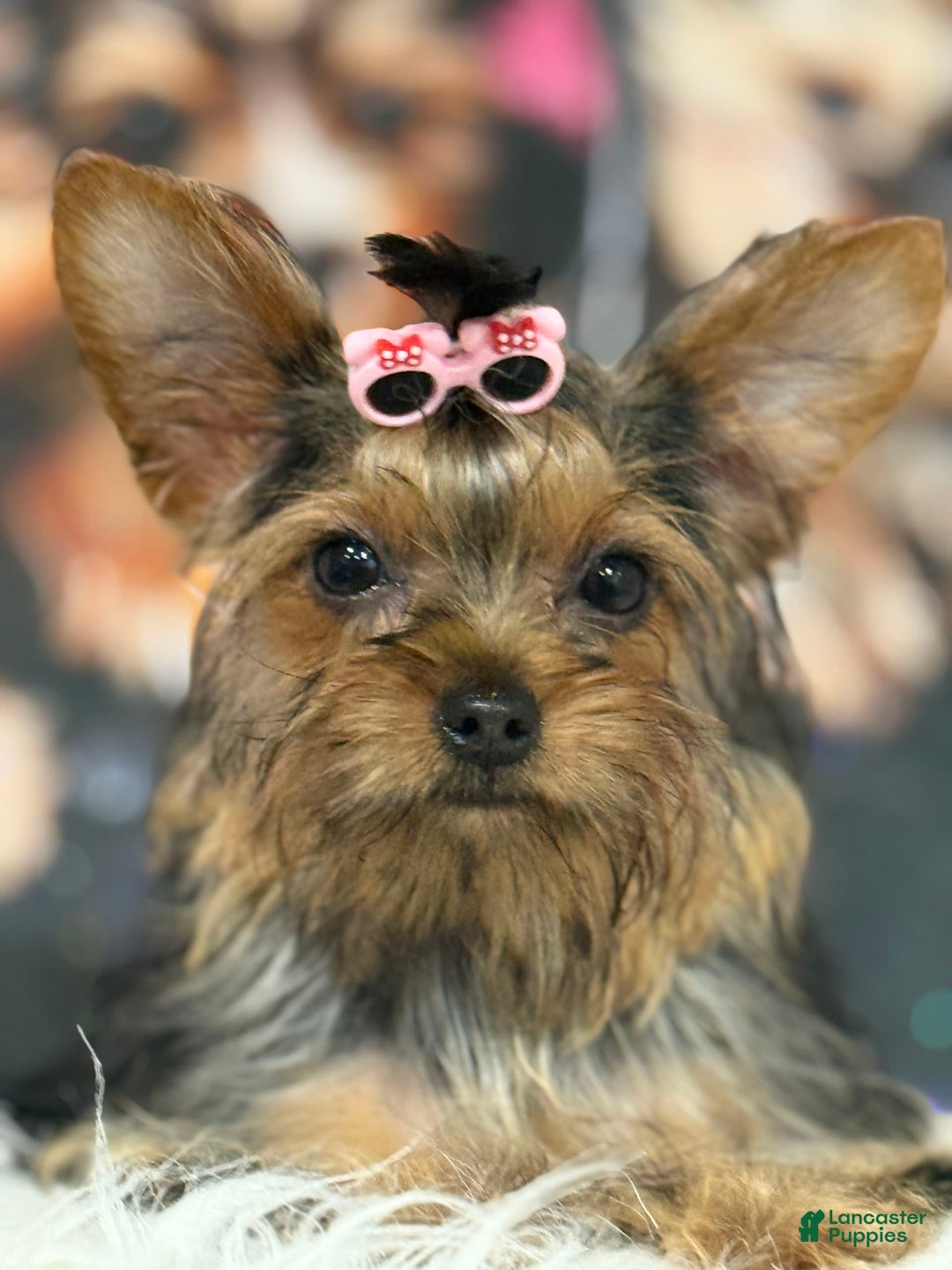 Yorkshire Terrier dogs for sale: Lola - Image 5