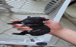 Schnoodle dogs for sale: Cookie - Image 1