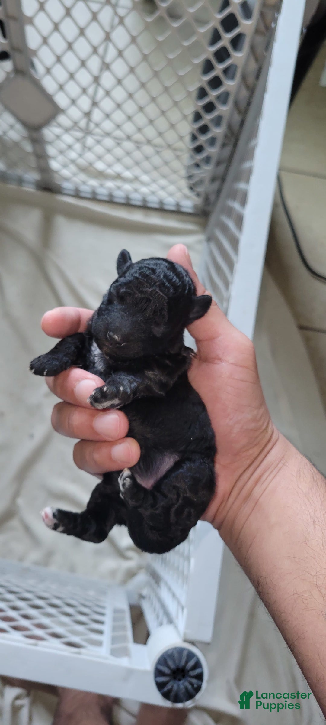 Schnoodle dogs for sale: Cookie - Image 1