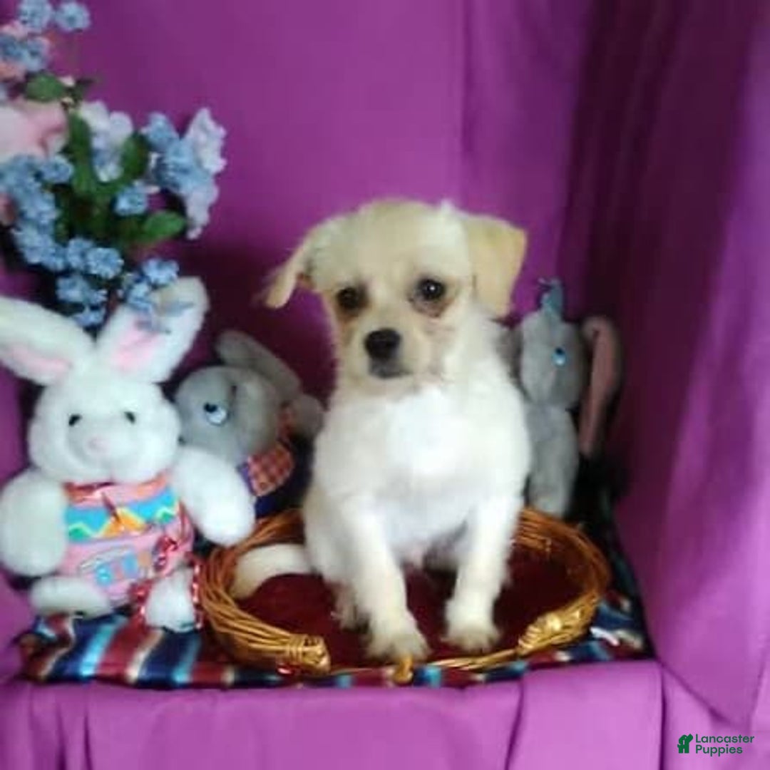 Chihuahua dogs for sale: Chip - Image 12