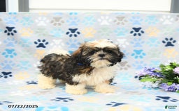 Shih Tzu dogs for sale: Puddles - Image 8