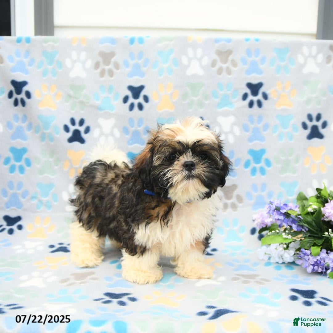 Shih Tzu dogs for sale: Puddles - Image 8