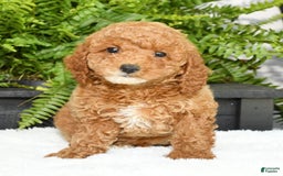 Mini Goldendoodle dogs for sale: Vance - Image 15
