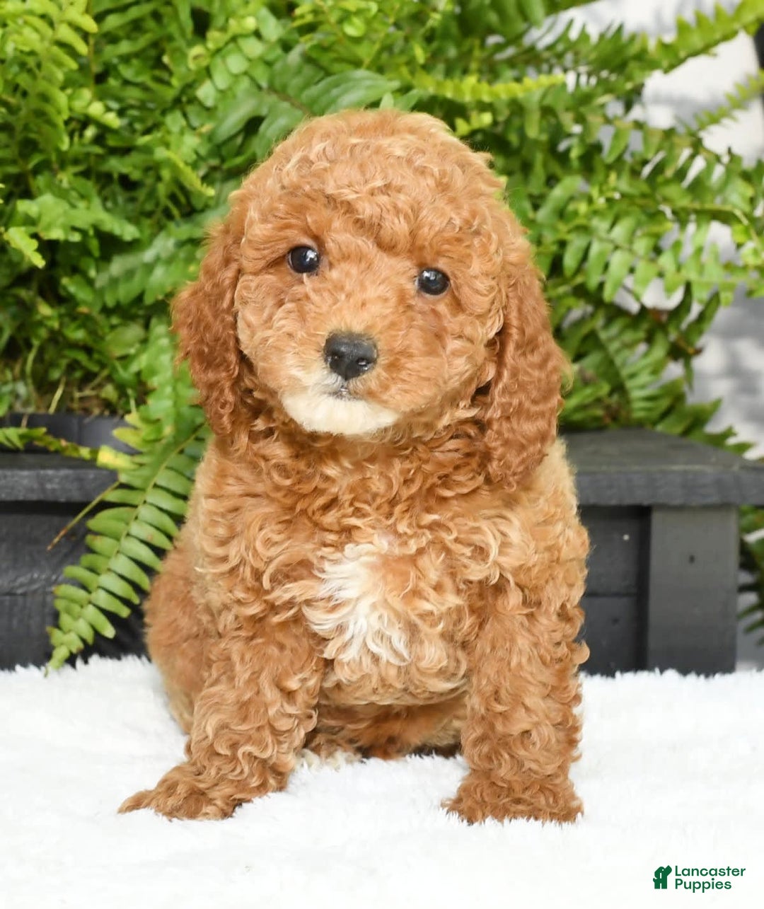 Mini Goldendoodle dogs for sale: Vance - Image 15