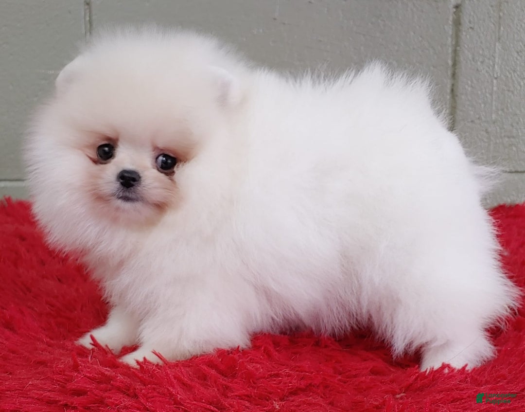 Pomeranian dogs for sale: Blizzard - Image 3