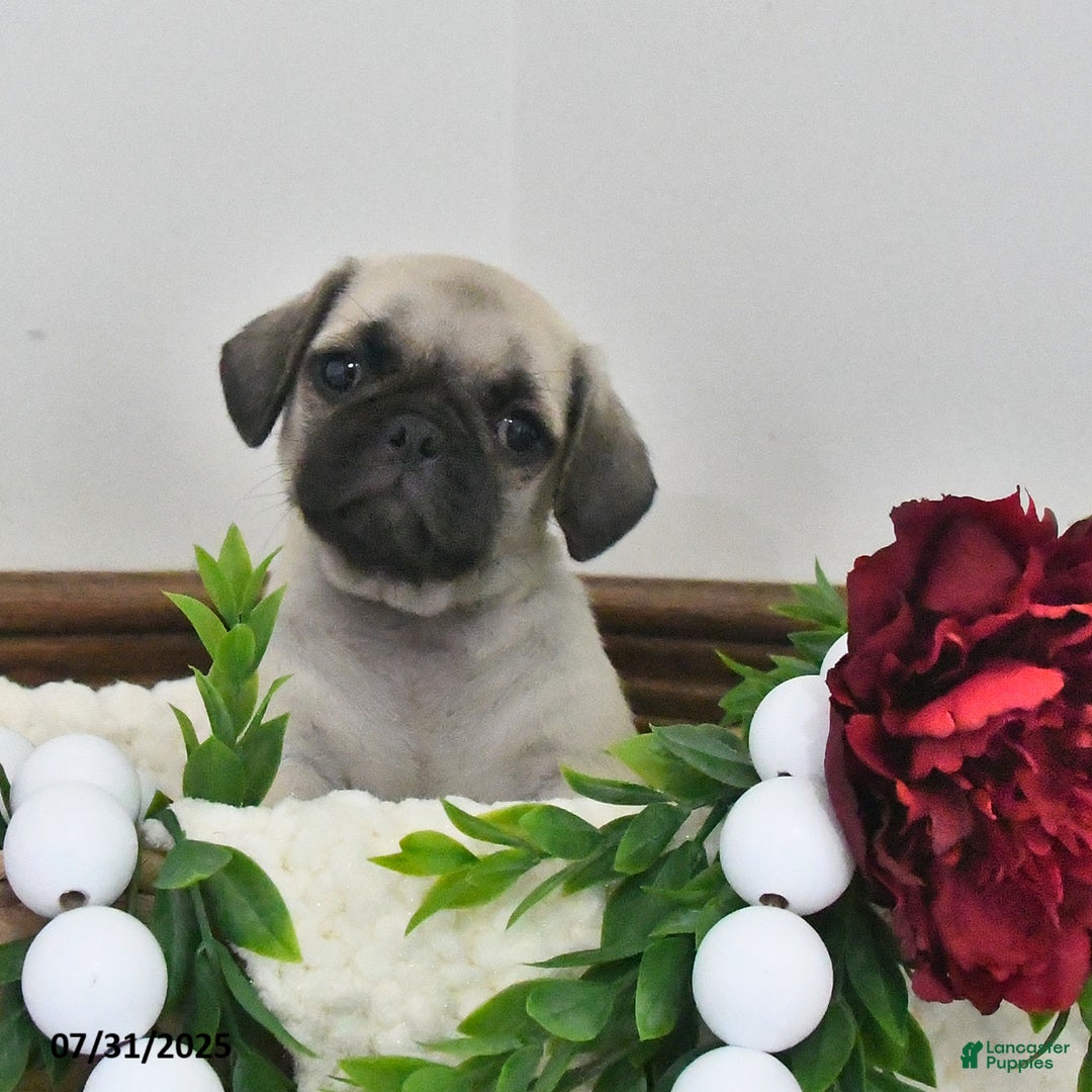 Puggle dogs for sale: Misty - Image 3