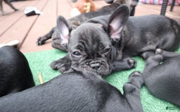 French Bulldog dogs for sale: Princess - Image 4