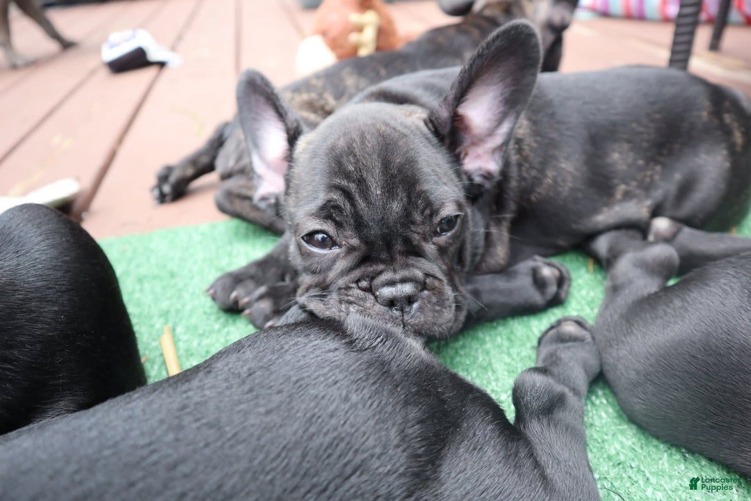 French Bulldog dogs for sale: Princess - Image 4