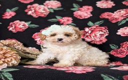 Toy Poodle dogs for sale: Kelcy - Image 3