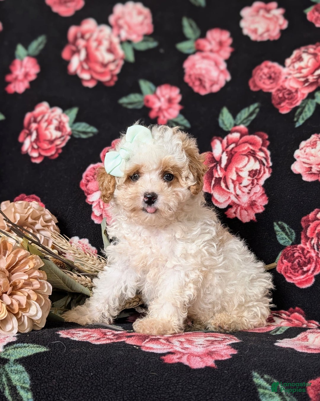 Toy Poodle dogs for sale: Kelcy - Image 3