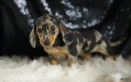 Dachshund dogs for sale: Fancy - Image 5