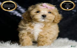 Maltipoo dogs for sale: Maltipoo 6 puppies - Image 6