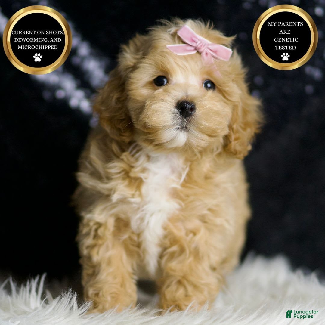 Maltipoo dogs for sale: Maltipoo 6 puppies - Image 6