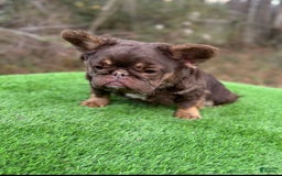 French Bulldog dogs for sale: Buff - Image 5