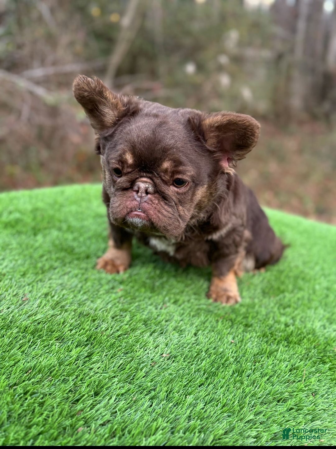 French Bulldog dogs for sale: Buff - Image 5
