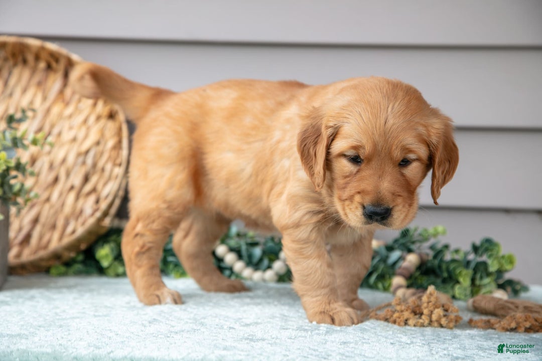 Golden Retriever dogs for sale: Nina - Image 3