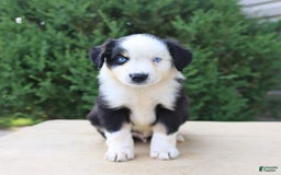 Miniature Australian Shepherd dogs for sale: Miniature Australian Shepherd 8 puppies - Image 5