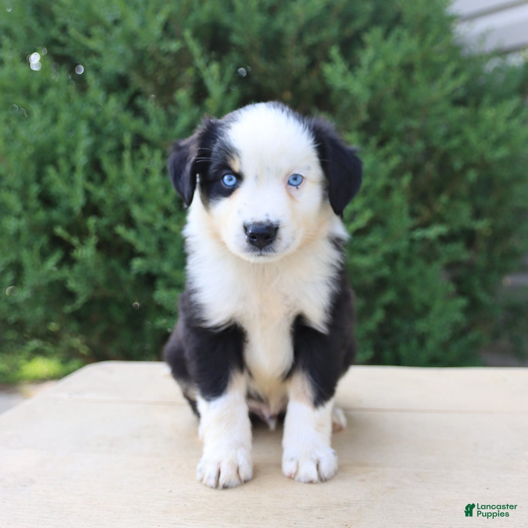 Miniature Australian Shepherd dogs for sale: Miniature Australian Shepherd 8 puppies - Image 5