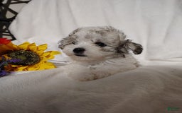 Maltipoo dogs for sale: Sweet Pea - Image 7