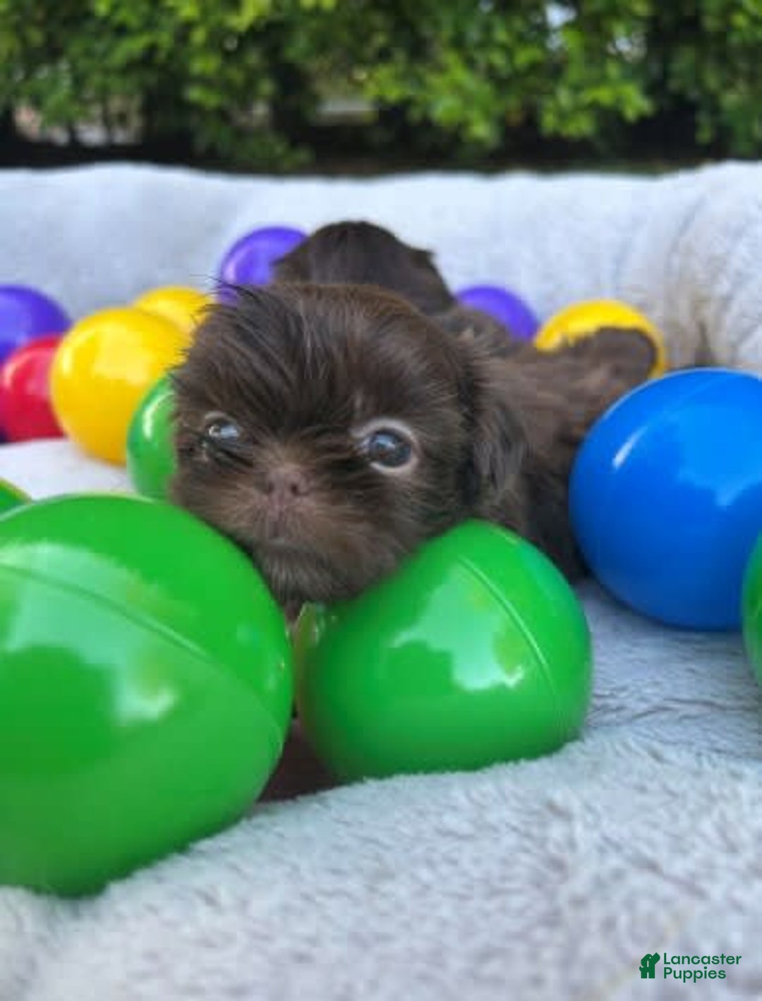 Shih Tzu dogs for sale: Delorean - Image 2