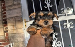 Yorkshire Terrier dogs for sale: Milo - Image 4