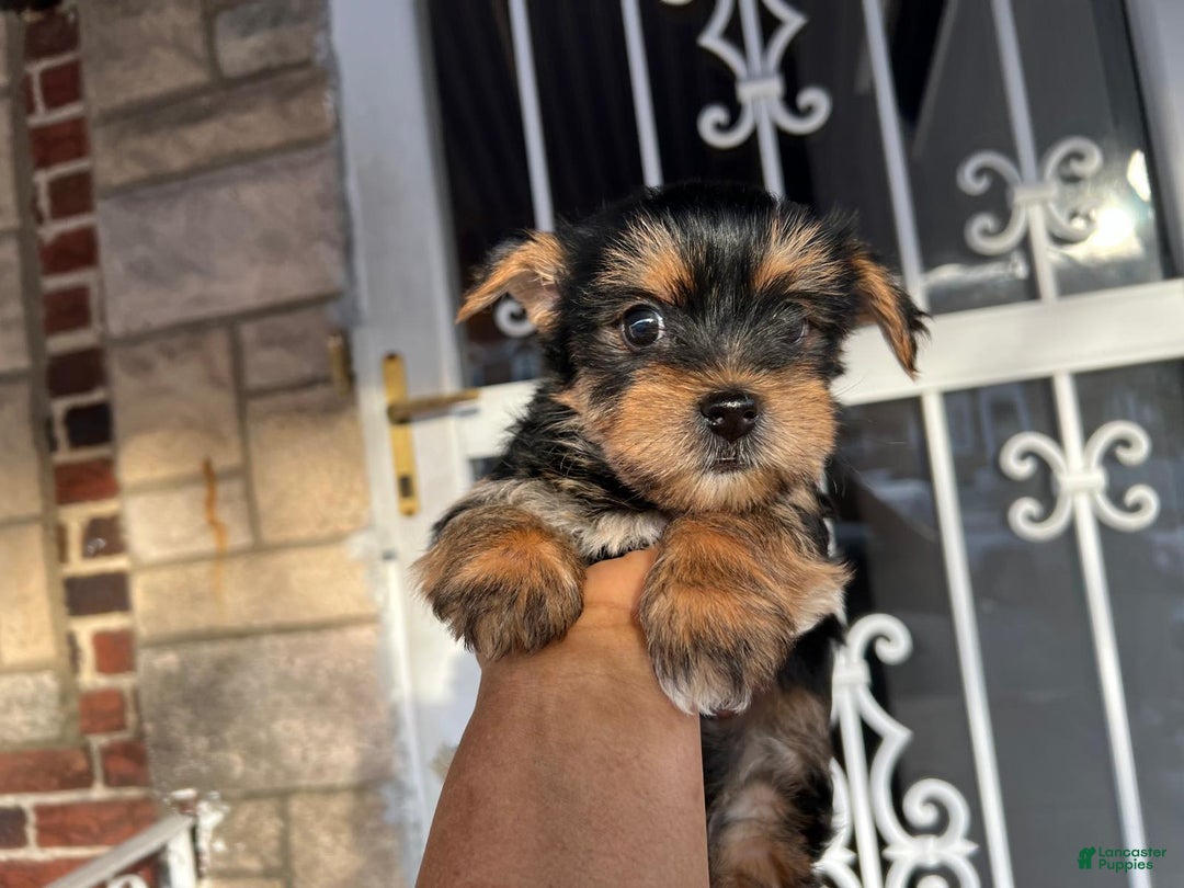 Yorkshire Terrier dogs for sale: Milo - Image 4