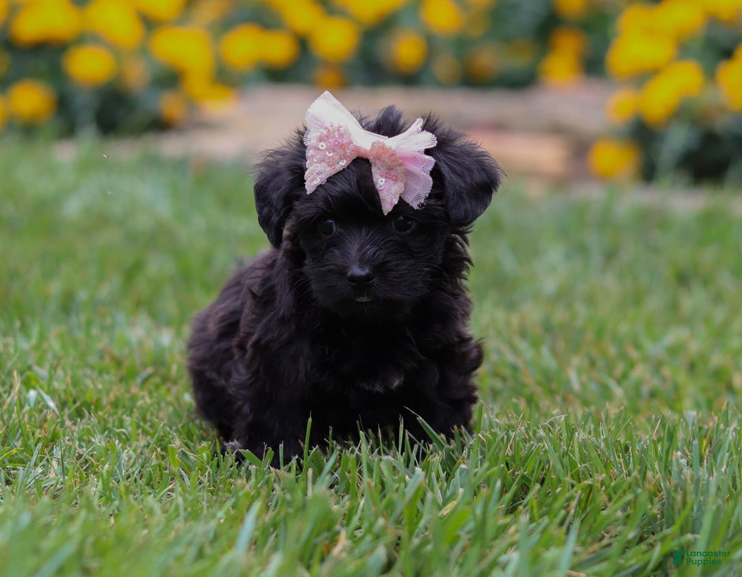 Yorkiepoo dogs for sale: Allie - Image 3