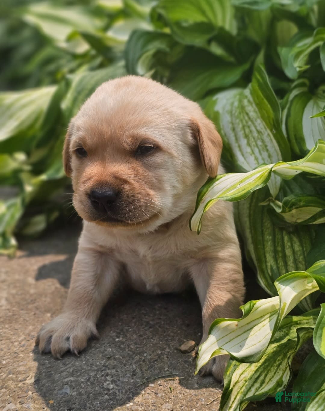Labrador Retriever dogs for sale: Rainey - Image 13