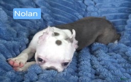 Boston Terrier dogs for sale: Nolan - Image 1