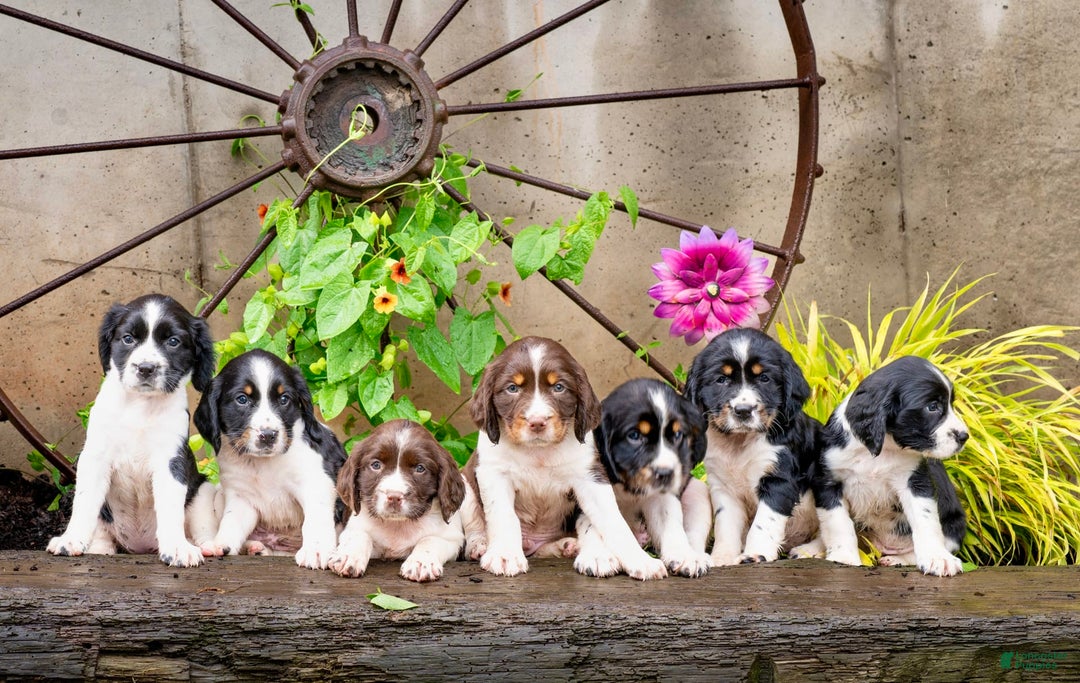 English Springer Spaniel dogs for sale: Lucky - Image 6